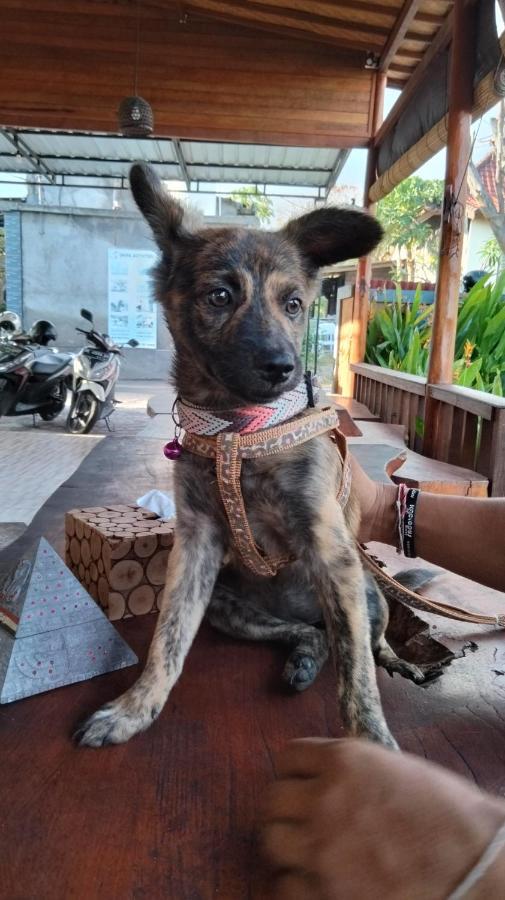 Dream Beach Hostel Lembongan ภายนอก รูปภาพ