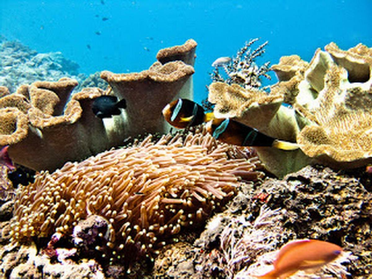 Dream Beach Hostel Lembongan ภายนอก รูปภาพ